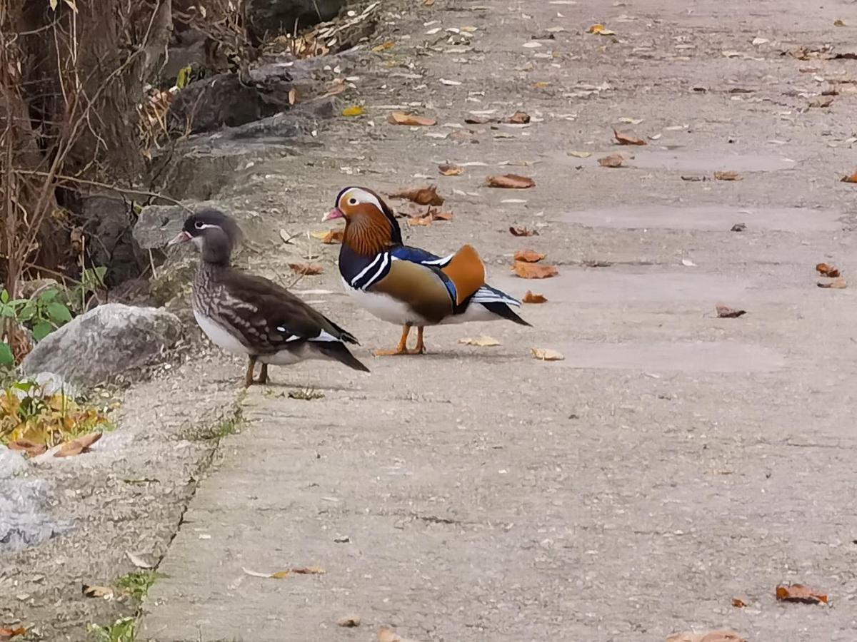 Les Pingouins De La Marne Alojamento de Acomodação e Pequeno-almoço