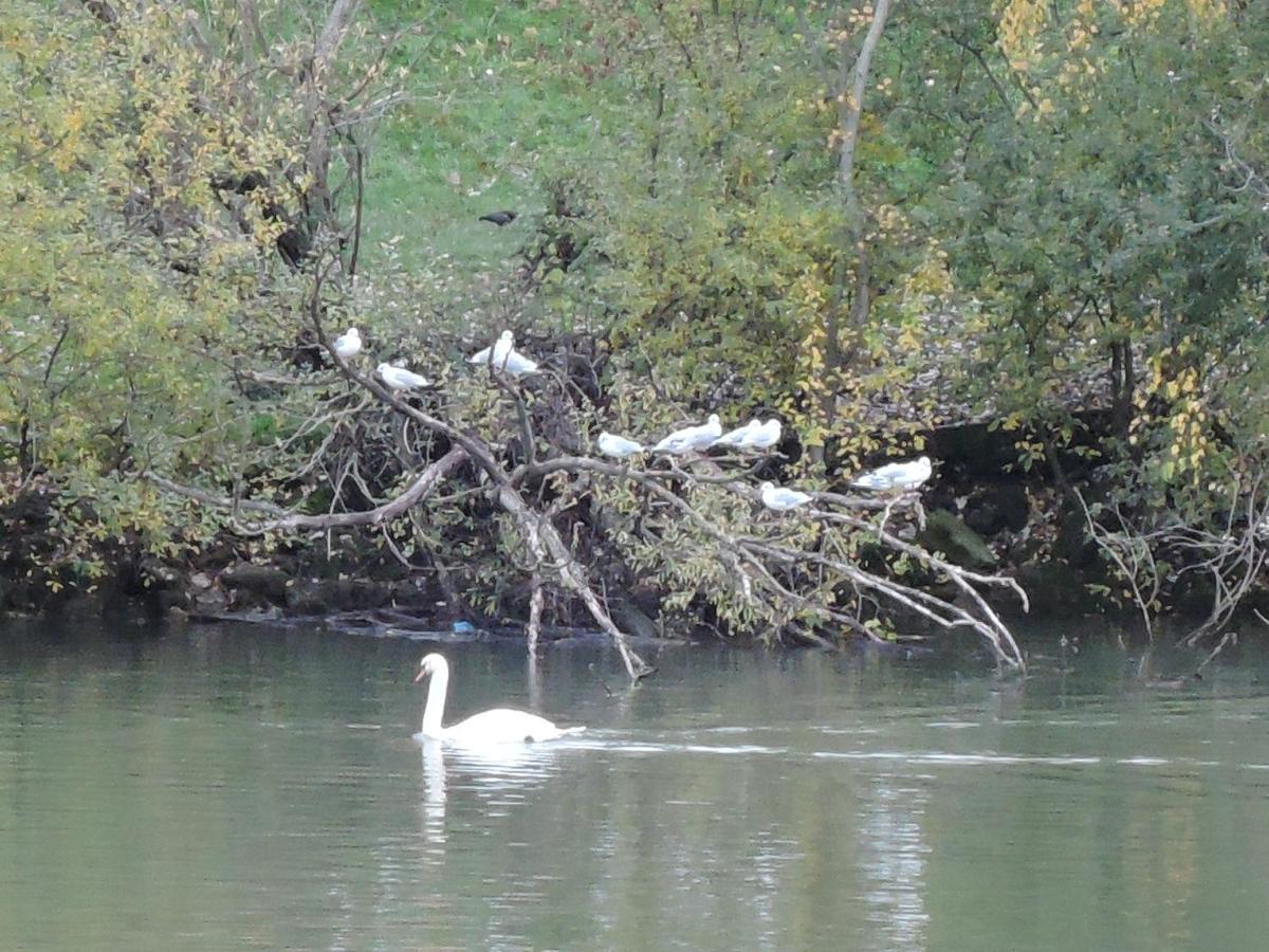 Alojamento de Acomodação e Pequeno-almoço Les Pingouins De La Marne Le Perreux-Sur-Marne